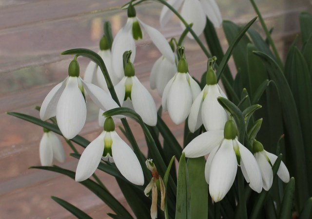 galanthus moortown