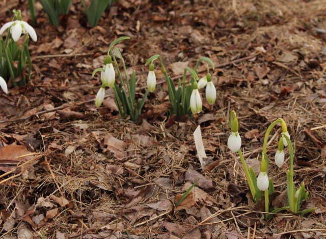 galanthus kildare erway