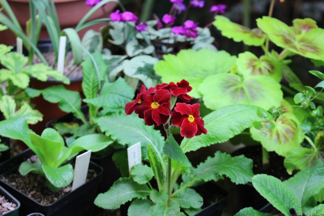 primula silver dollar