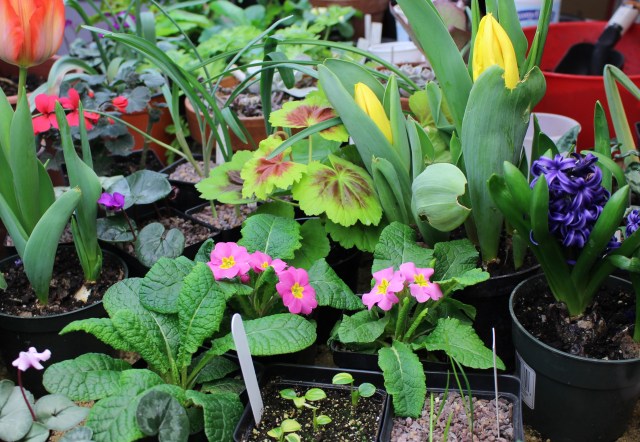 growing under lights