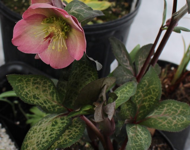 hellebore pennys pink