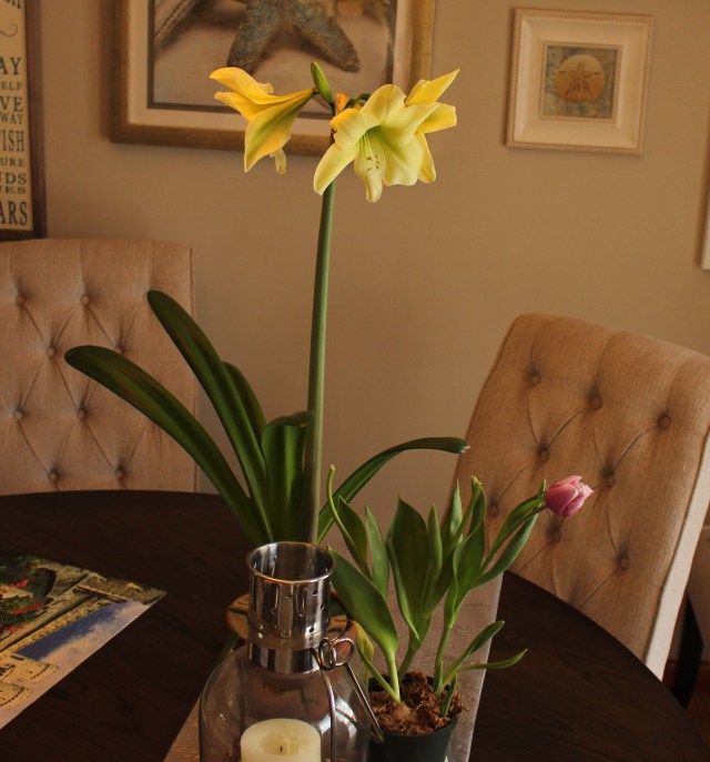 amaryllis lemon sorbet