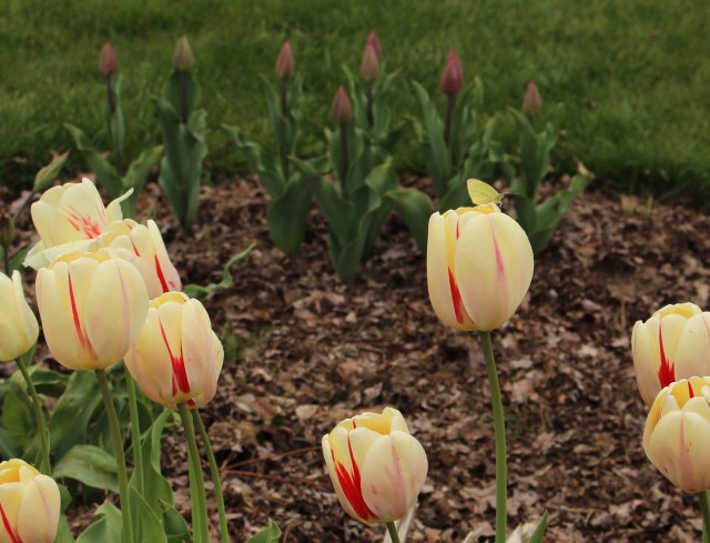 butterfly on tulip