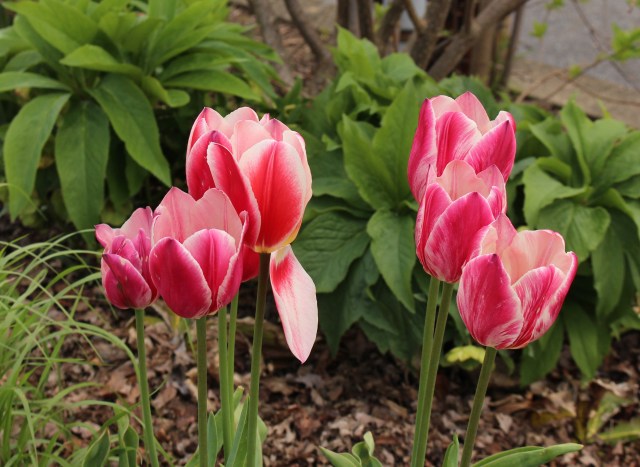 tulip candy apple delight