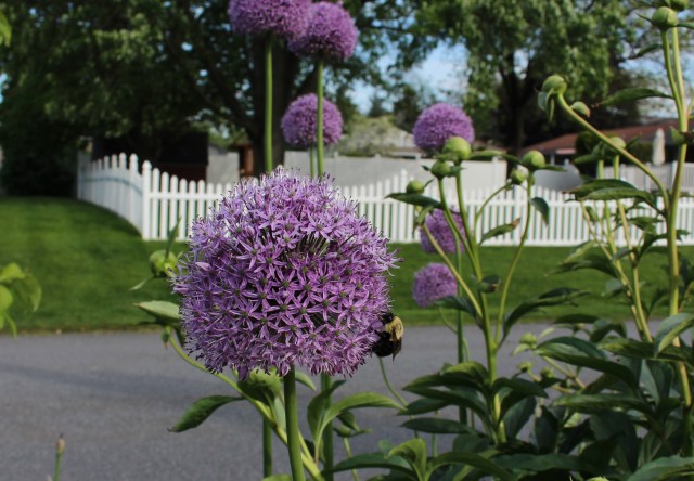 allium gladiator