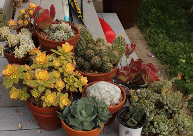 deck container planters