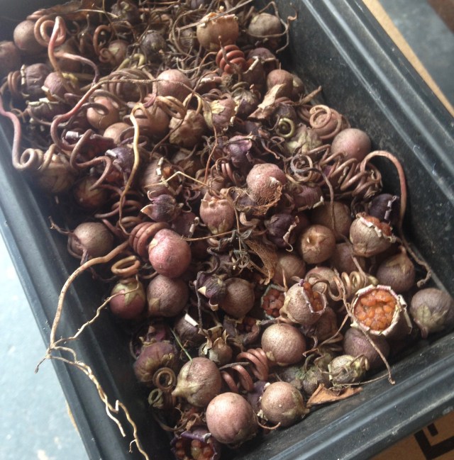 cyclamen seeds