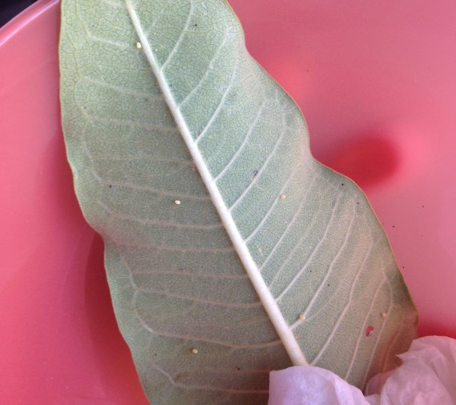 monarch eggs
