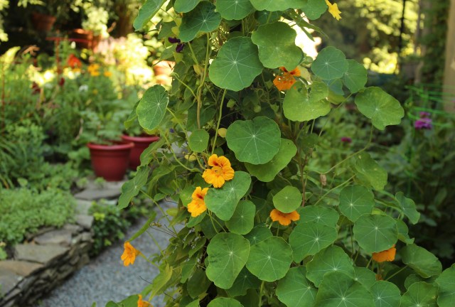 jeans nasturtium