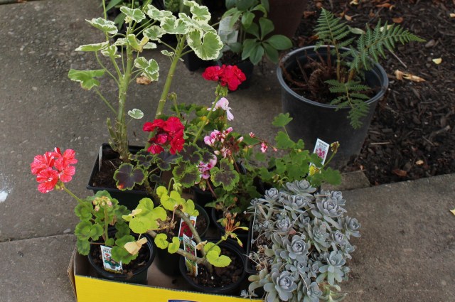 geraniums pelargoniums