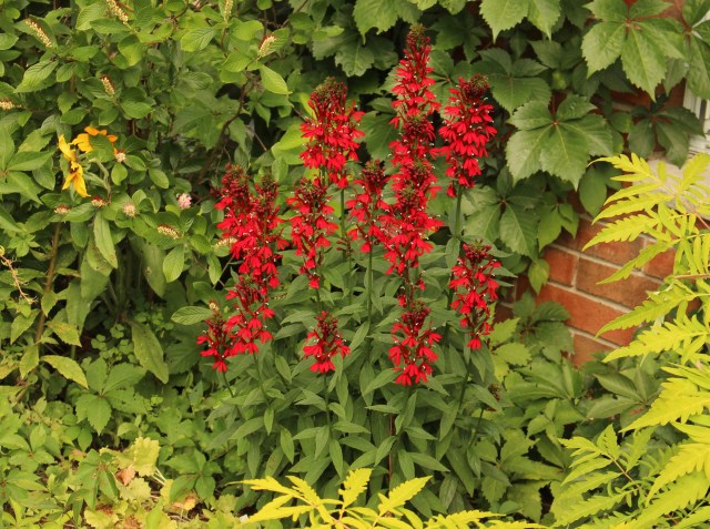 lobelia cardinalis