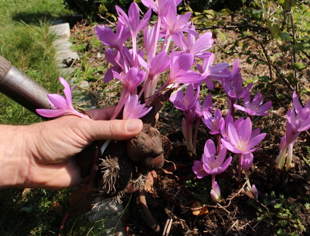 dividing colchicum