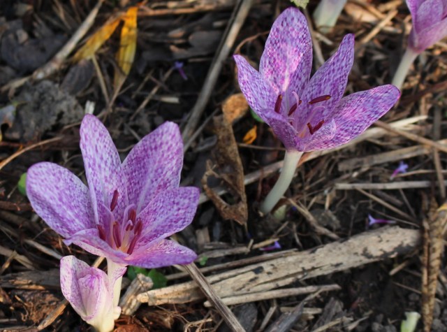 colchicum tessellation