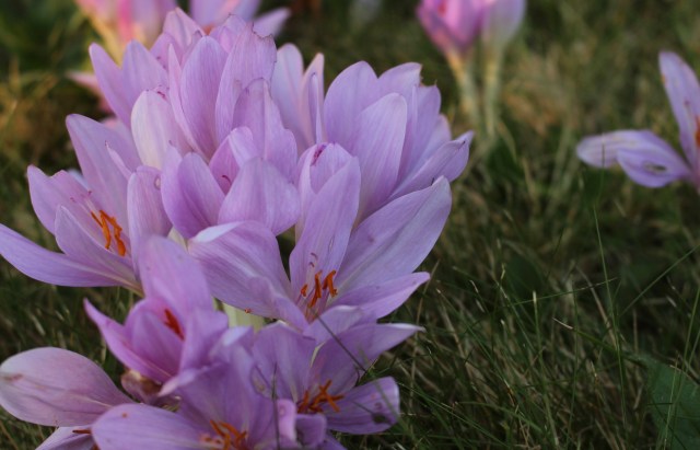colchicum byzantium