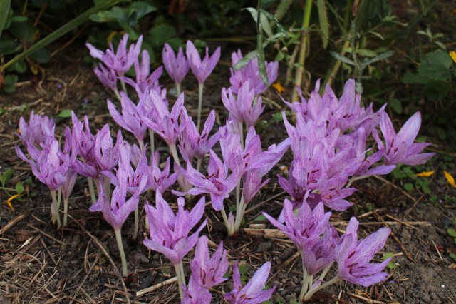 colchicum x agrippinum