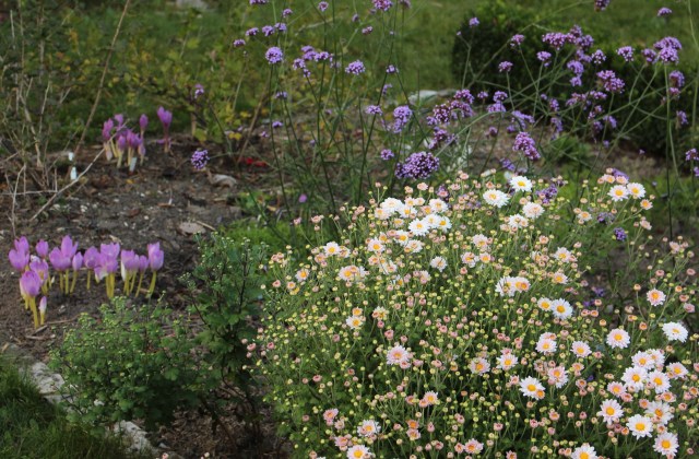 hardy garden chrysanthemum