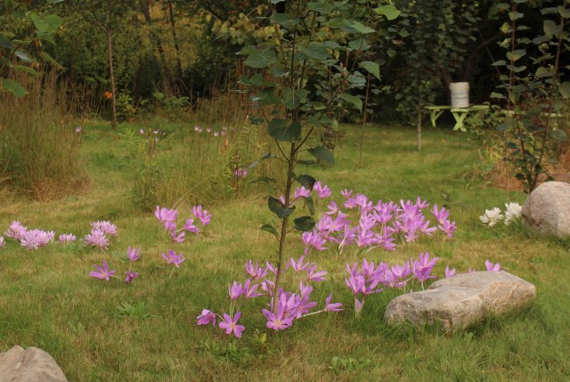 colchicum in lawn