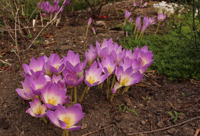 colchicum bornmuelleri