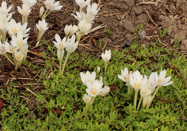 colchicum autumnale album