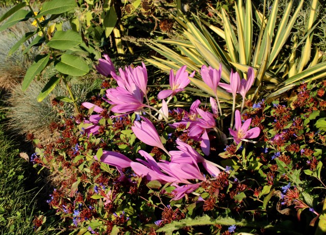 colchicum in ground cover