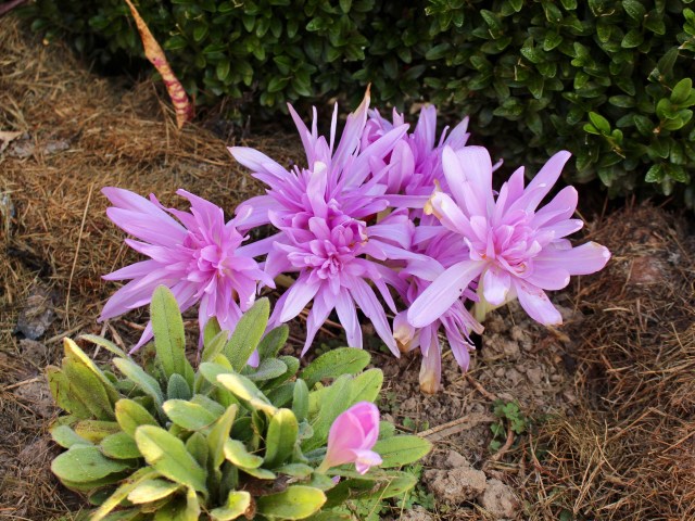 colchicum waterlily