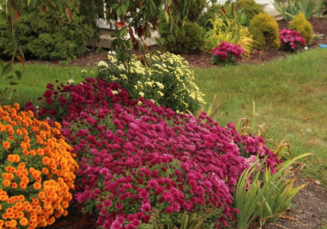 garden mums