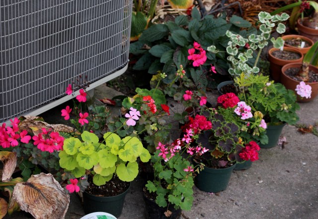 overwinter geraniums