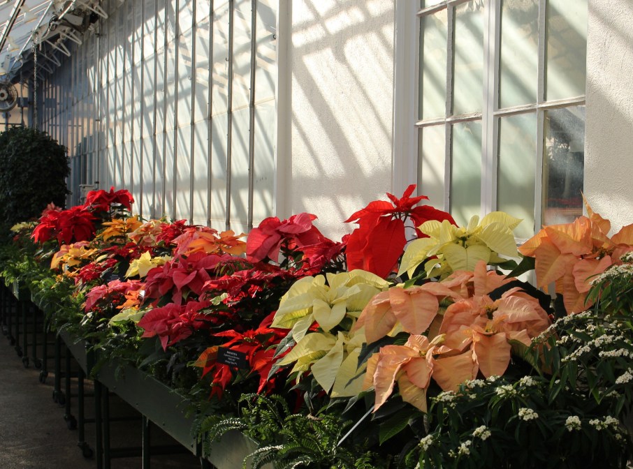 longwood poinsettias