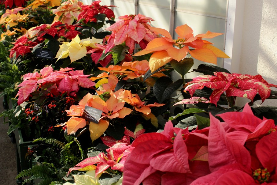 longwood poinsettias