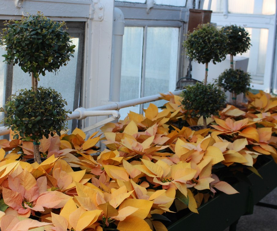 longwood poinsettias
