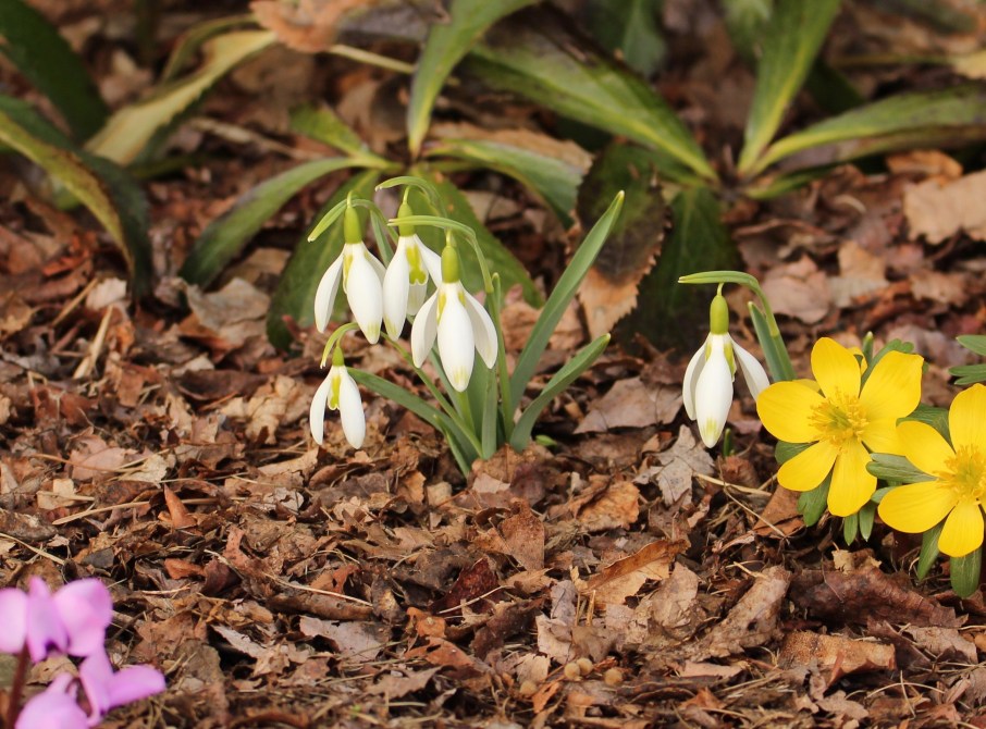 galanthus daphne's scissors