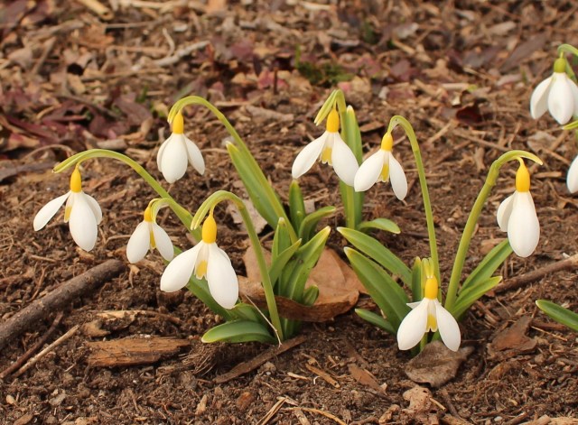 galanthus wendy's gold