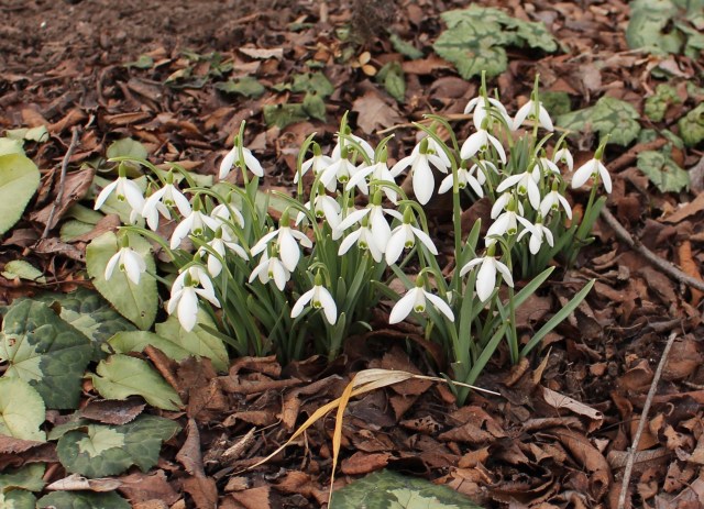 galanthus nivalis