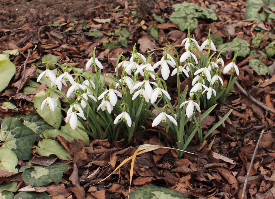 galanthus nivalis