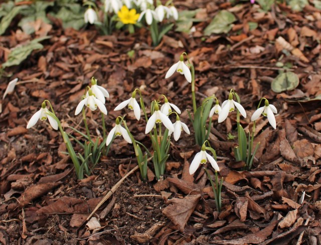 galanthus nivalis