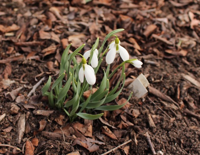 galanthus gracilis