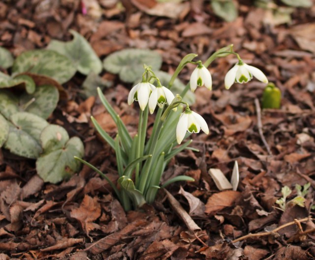 galanthus ophelia