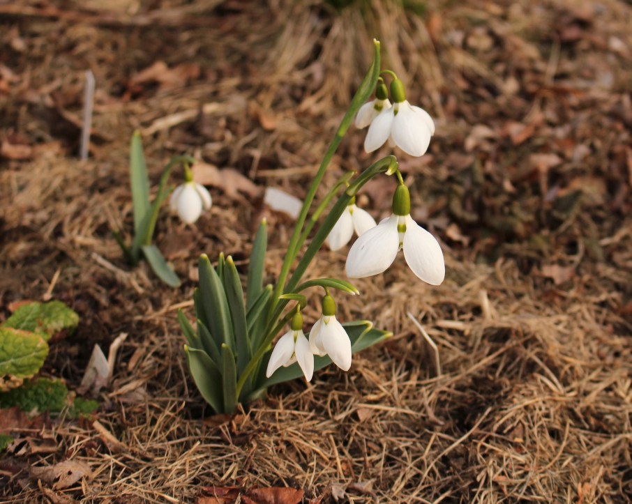 galanthus zwanenburg