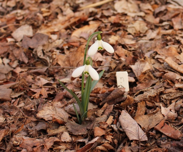 galanthus s. arnott