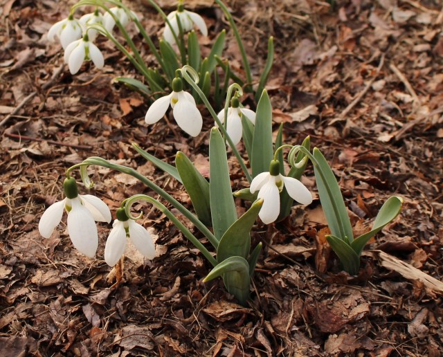 galanthus naughton