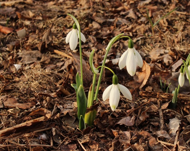 galanthus comet