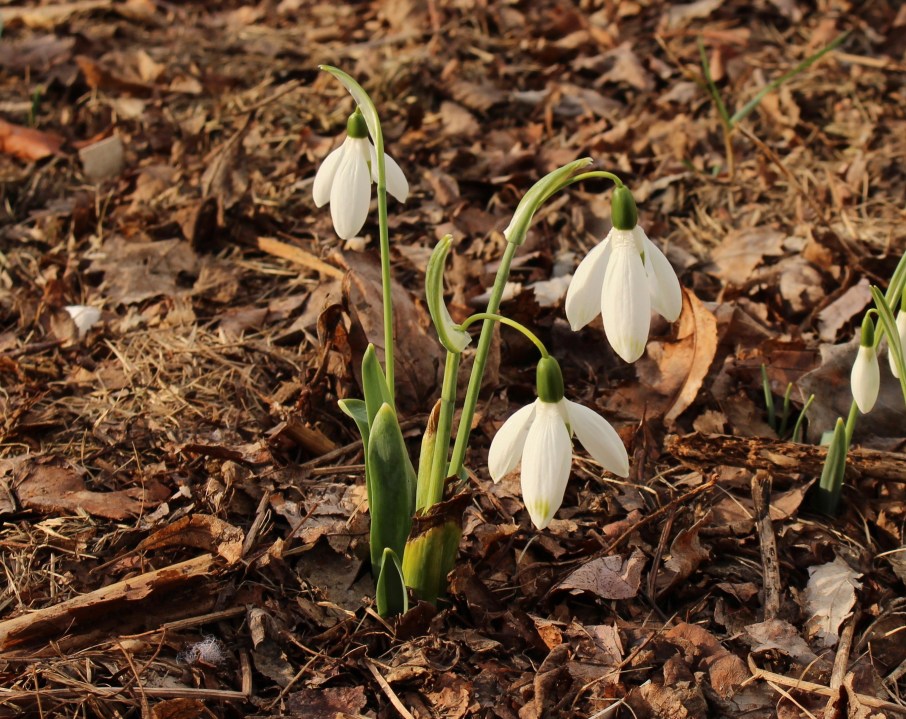 galanthus comet