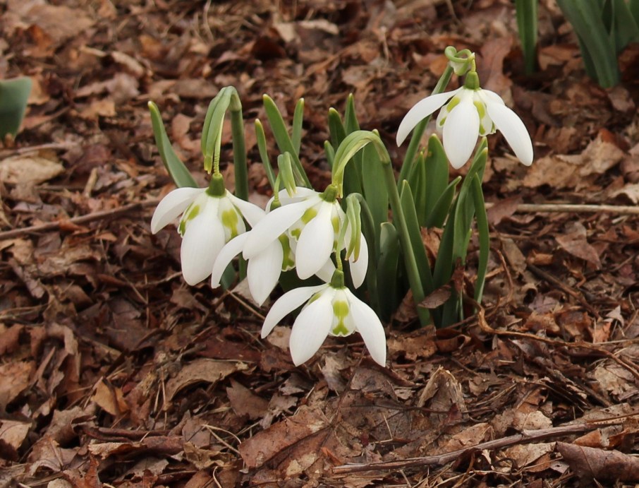 galanthus richard ayres