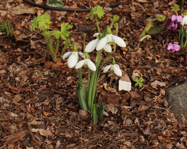 galanthus brenda troyle