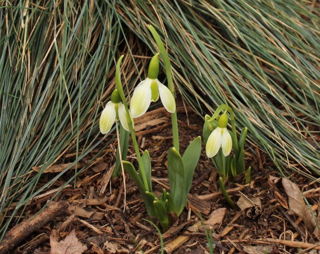 galanthus rosemary burnham