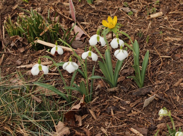 galanthus diggory
