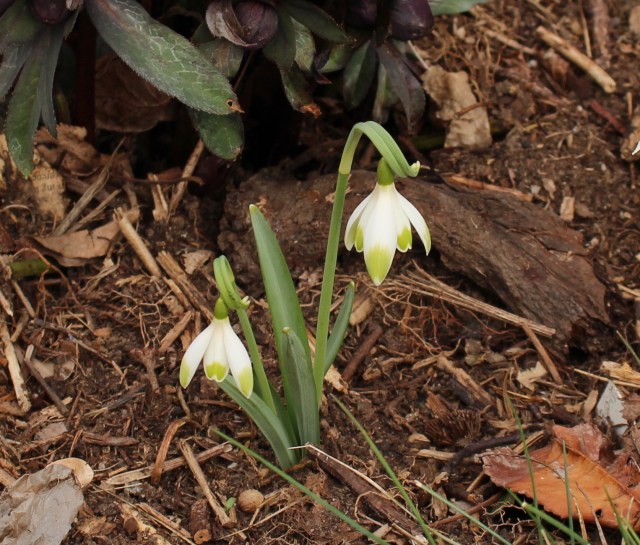 galanthus art nouveau