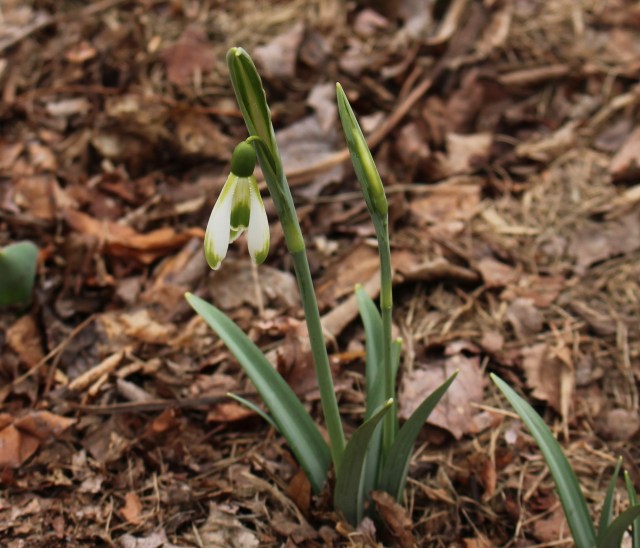 galanthus modern art