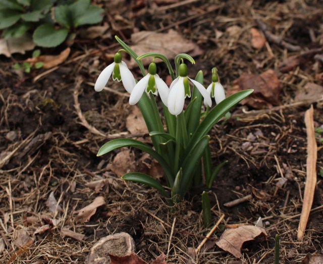 galanthus Kew Green