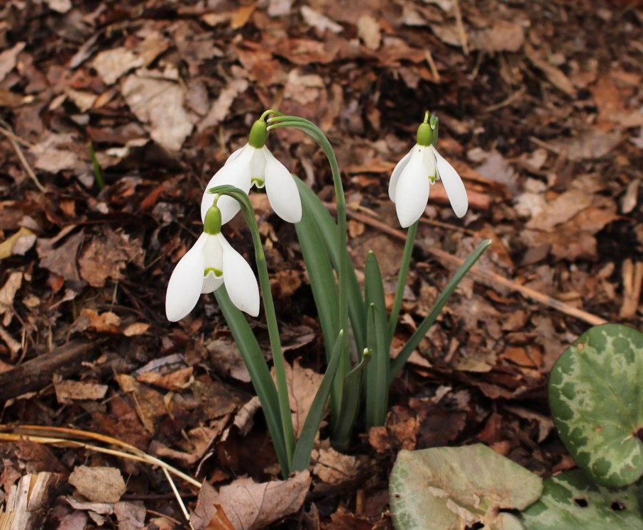 galanthus nothing special